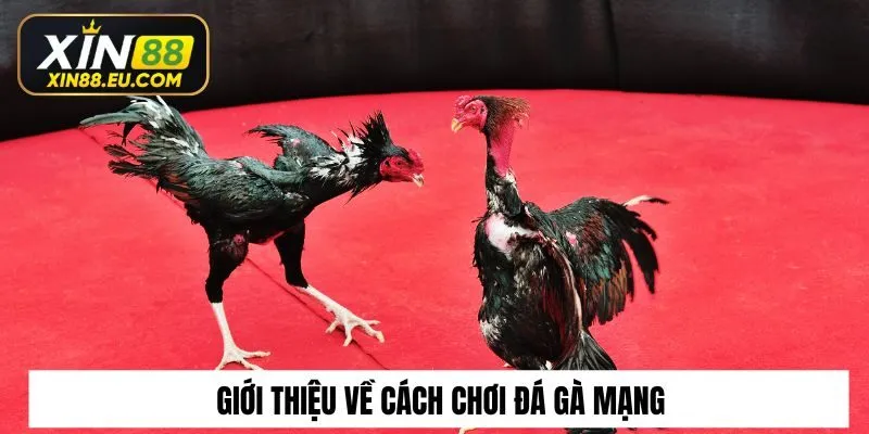 Giới thiệu về cách chơi đá gà mạng​