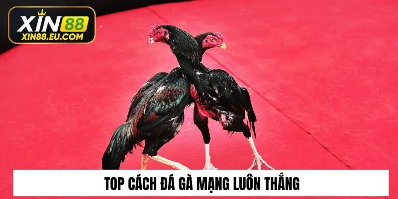 Top cách chơi đá gà mạng​ luôn thắng