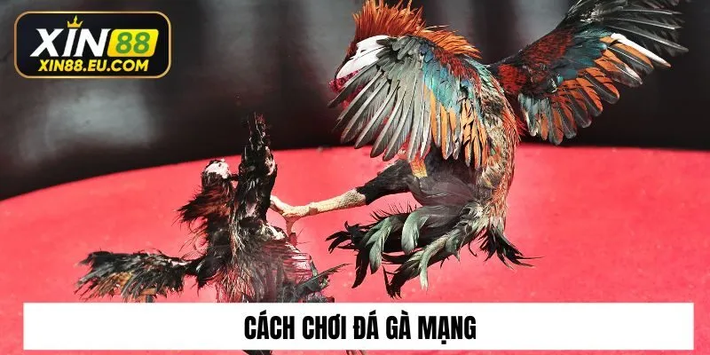 Xin88 Chia Sẻ Cách Chơi Đá Gà Mạng​ Luôn Thắng Từ Cao Thủ