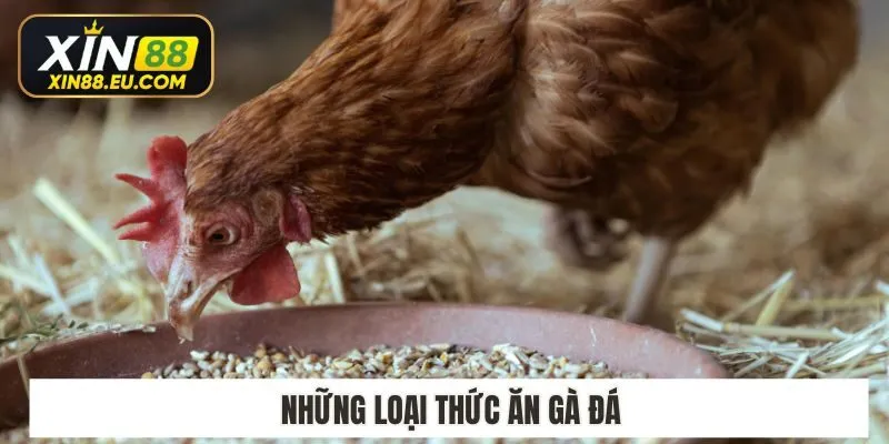 Những loại thức ăn gà đá