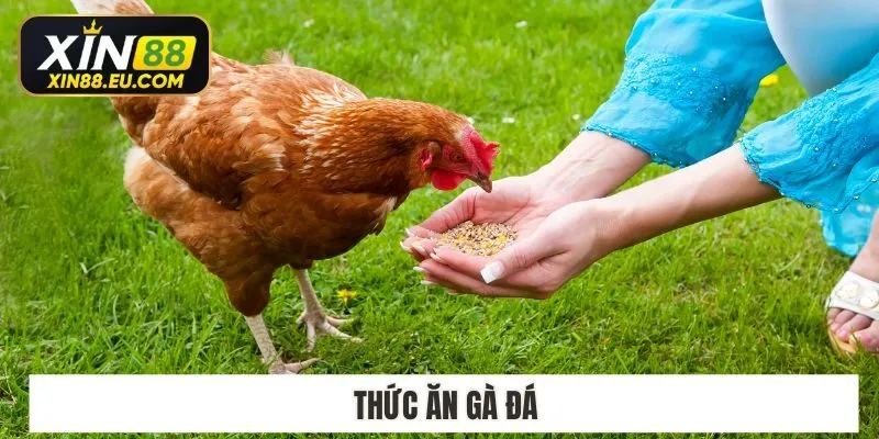 Xin88 Chia Sẻ Các Chế Độ Thức Ăn Gà Đá​ Bạn Nên Tham Khảo