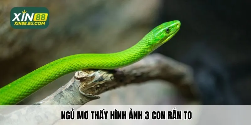 Nằm mơ thấy rắn xanh đánh con gì khi thấy hình ảnh 3 con rắn to