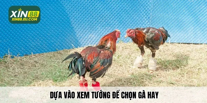 Dựa vào xem tướng để chọn gà hay được chia sẻ từ cao thủ