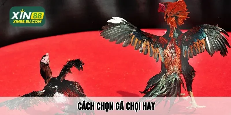 Xin88 Chia Sẻ Cách chọn gà chọi hay Bách Chiến Bách Thắng 