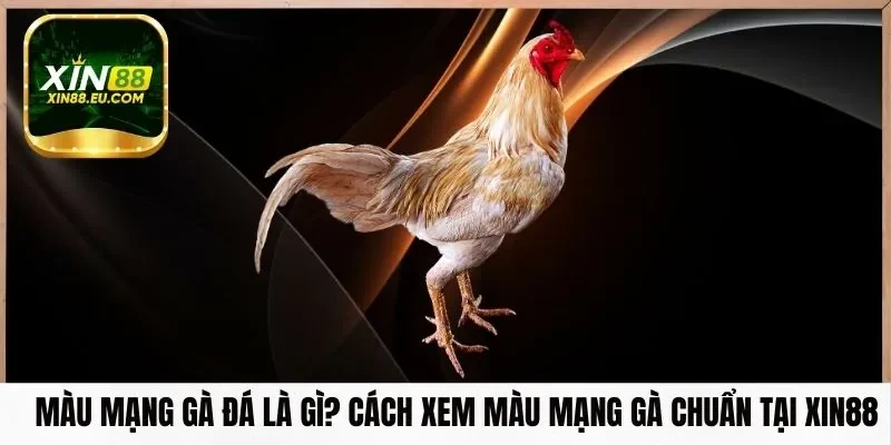 Màu Mạng Gà Đá Là Gì? Cách Xem Màu Mạng Gà Chuẩn Tại Xin88
