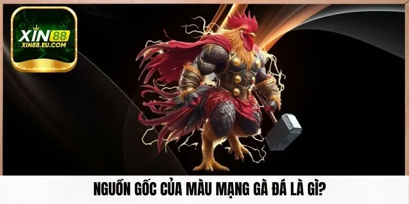 Nguồn gốc của màu mạng gà đá là gì?